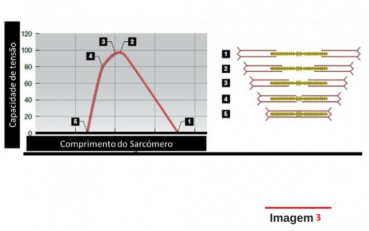 Exercícios em Máquinas Vs Exercícios Funcionais 3