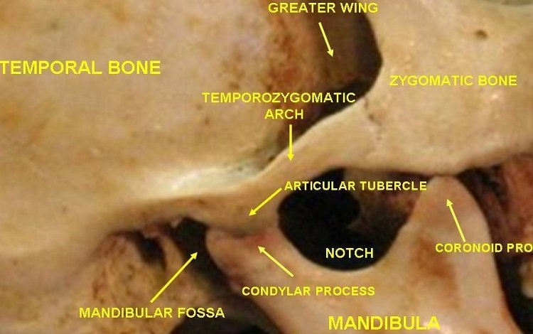 atm - articulação temporomandibular artigo