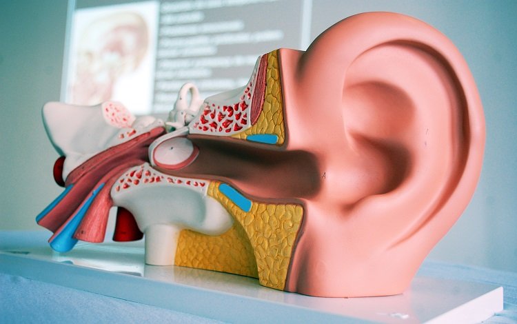 Reabilitação Vestibular na Hipofunção Vestibular Periférica: diretrizes para uma prática clínica baseada na evidência