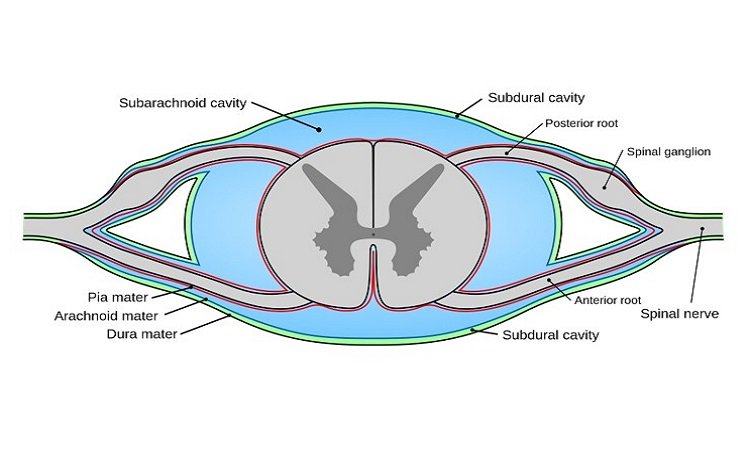 A via motora, a hierarquia do controlo de movimento e a lesão do primeiro neurónio – uma revisão da neurofisiologia