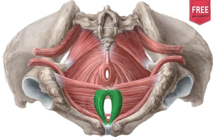 O Períneo e a sua anatomia