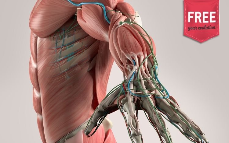 O que é a Fisioterapia: definição, áreas de atuação e estatuto legal